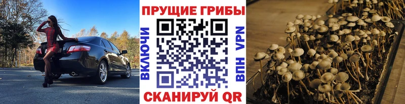 сколько стоит  Давлеканово  Псилоцибиновые грибы GOLDEN TEACHER 